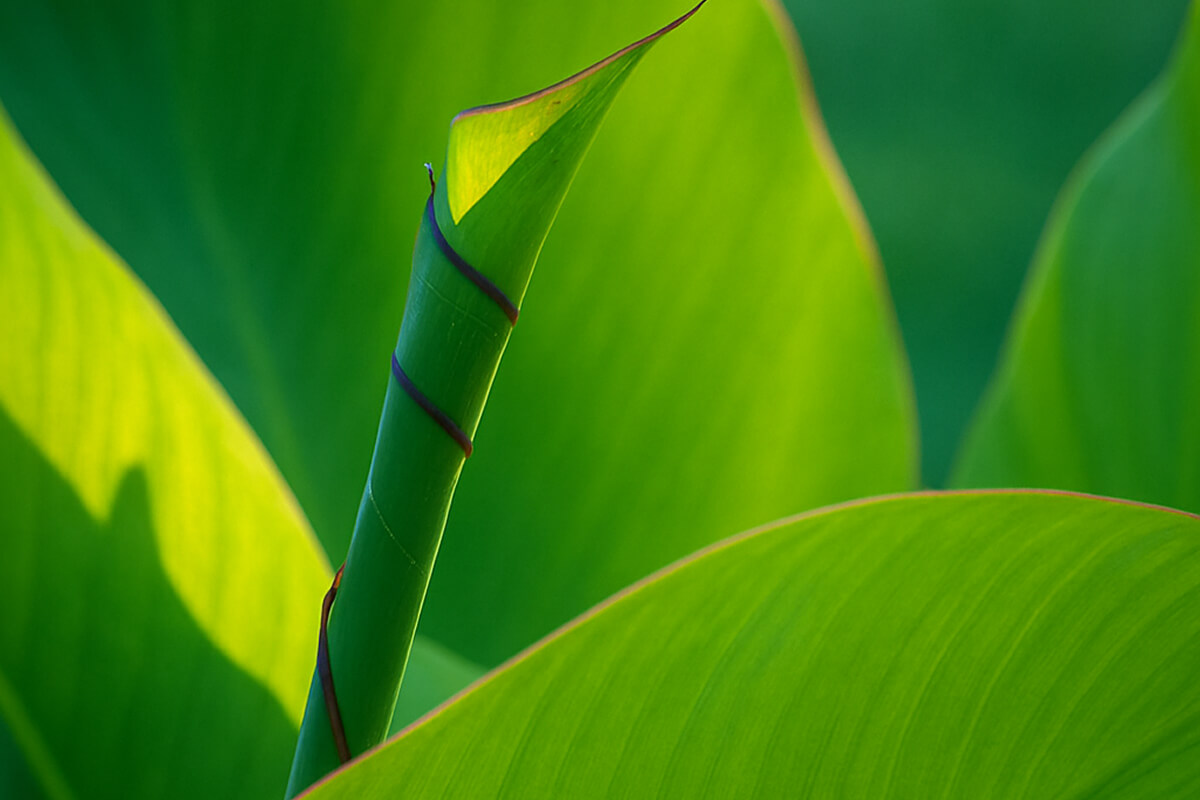 Green Leaf