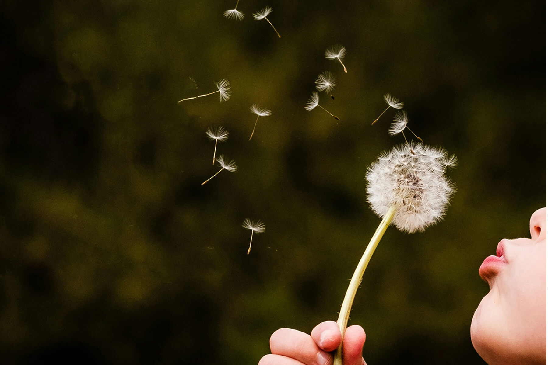 Child blowing on dandelion